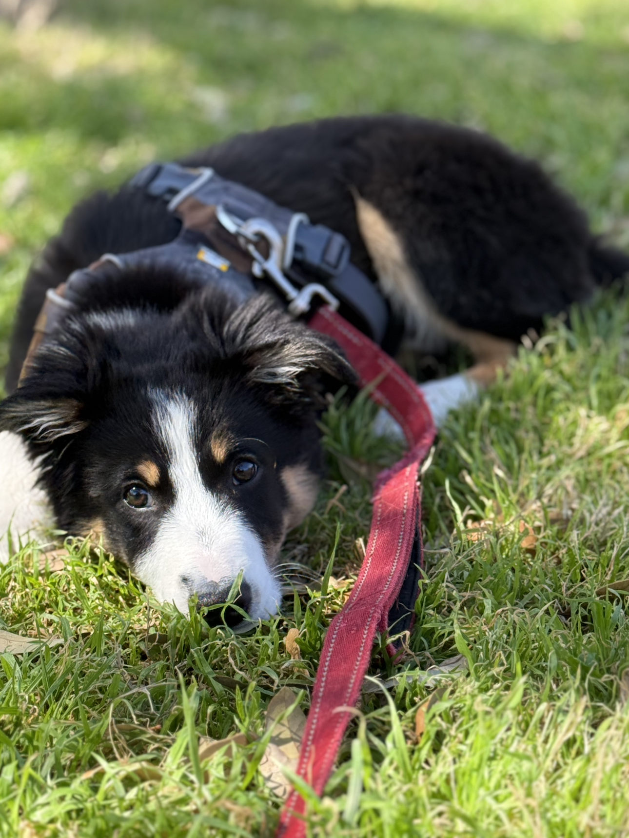 Coaching lessons from training a puppy (again)